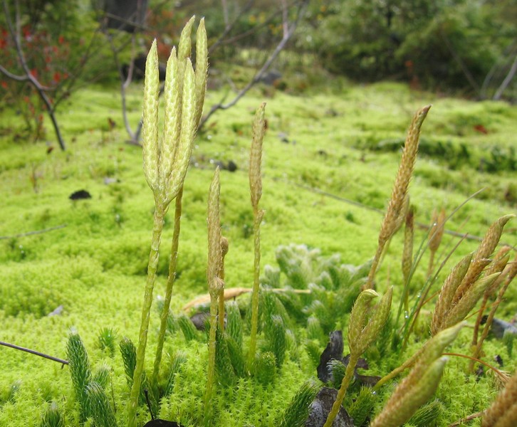 Lycopodium clavatum